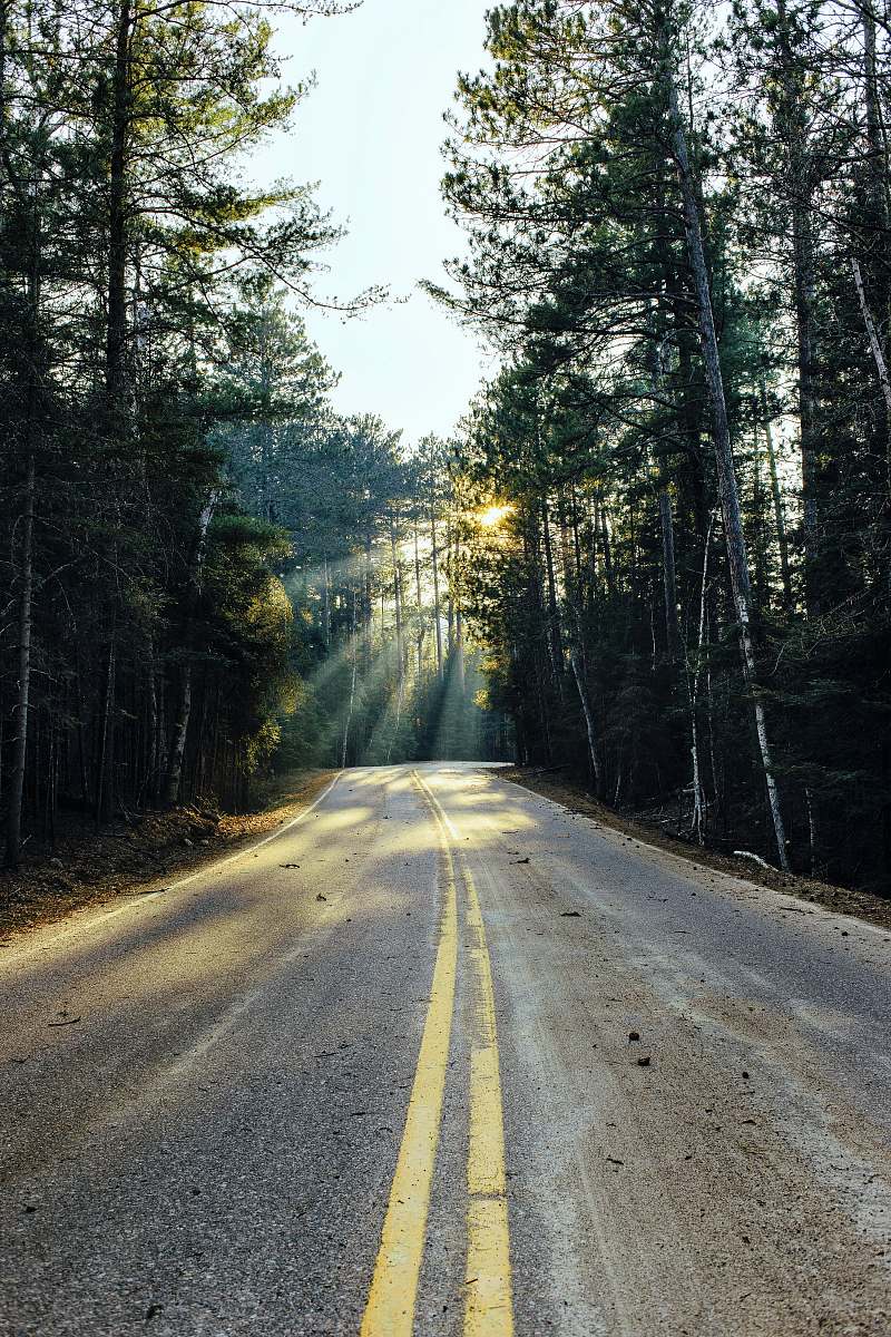 dirt road road surrounded with trees trees